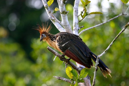 Hoatzin Opisthocomus hoazin Sani, Ecuador